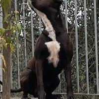 Pitbull maschio di 3 anni