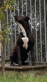 Pitbull maschio di 3 anni