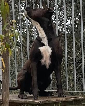 Pitbull maschio di 3 anni