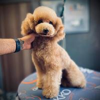 Barboncino toy per monta