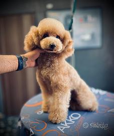 Barboncino toy per monta