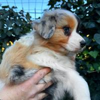 Australian Shepherd Pastore Australiano cucciola