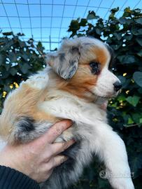 Australian Shepherd Pastore Australiano cucciola