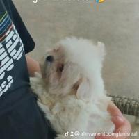 Maltese coreano mini Toy
