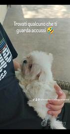 Maltese coreano mini Toy