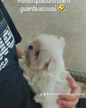 Maltese coreano mini Toy