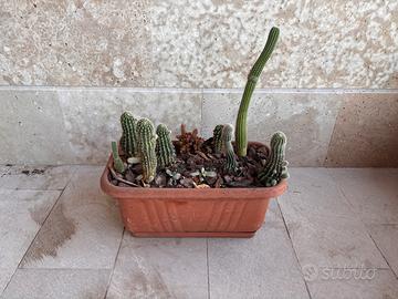 Composizione di cactus e piante grasse in fioriera