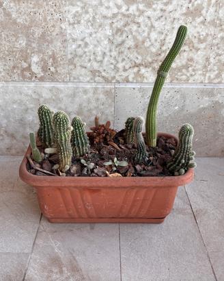 Composizione di cactus e piante grasse in fioriera
