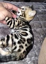 Cucciolo di gatto del Bengala