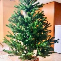 Albero di natale