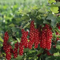 RIBES ROVADA PIANTA FRUTTA