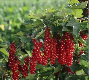 RIBES ROVADA PIANTA FRUTTA