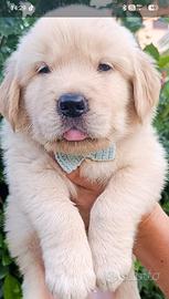 Ultimo cucciolo golden retriever americano