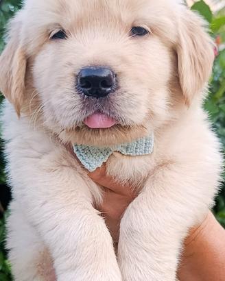 Ultimo cucciolo golden retriever americano