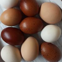 Galline ovaiole