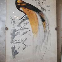 Stampa con Uccello del Paradiso