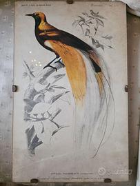 Stampa con Uccello del Paradiso