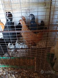 Galline millefiori padovane