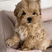 Cucciolo Maltipoo toy mini albicocca