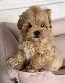 Cucciolo Maltipoo toy mini albicocca