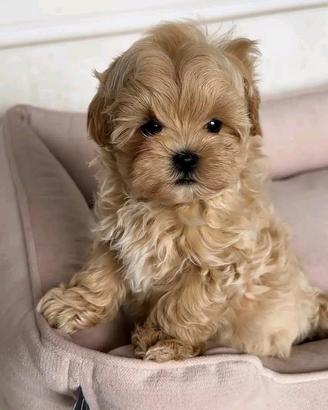 Cucciolo Maltipoo toy mini albicocca