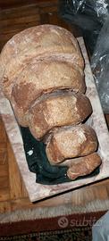 Gasteropode fossile