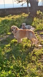 Adozione Golden Retriver