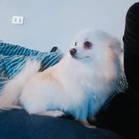 Spitz femmina
