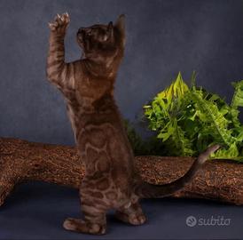 Gatti del bengala con pedigree