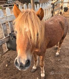 Miny pony