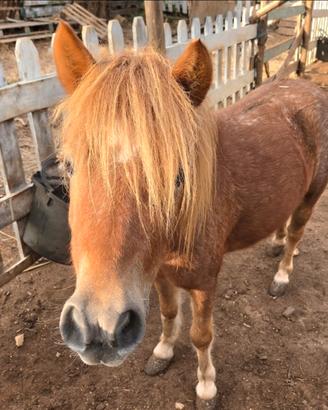 Miny pony