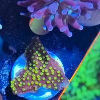 Corallo Montipora chocolate and mint australiana