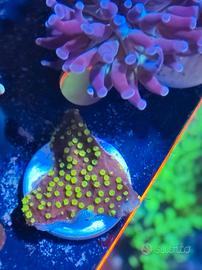 Corallo Montipora chocolate and mint australiana