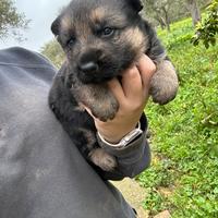 Cucciolo pastore tedesco