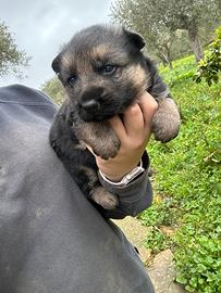 Cucciolo pastore tedesco