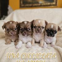 Dolcissimi cuccioli di Chihuahua