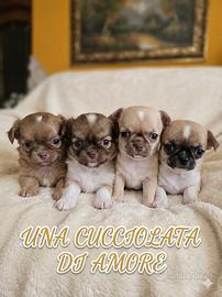 Dolcissimi cuccioli di Chihuahua