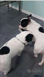 Bulldog francese maschio 70 giorni