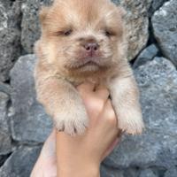 Chow chow color cerbiatto