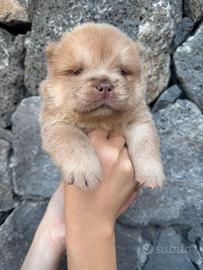 Chow chow color cerbiatto