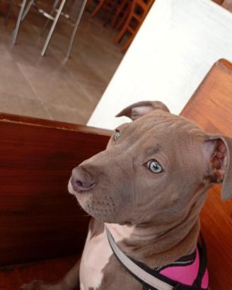 Cucciolo Red nouse