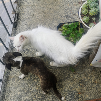 Gatti Siberiano cuccioli amici dei cani