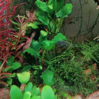 Piante di Anubias Barteri e Anubias "kirin"