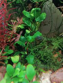 Piante di Anubias Barteri e Anubias "kirin"