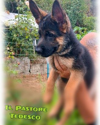 Pastore Tedesco