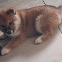 Cuccioli di Schiba inu di tre mesi