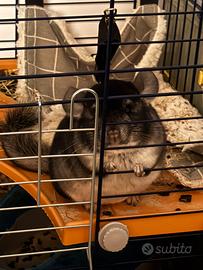 Chinchilla