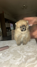 Volpino di Pomerania (Spitz