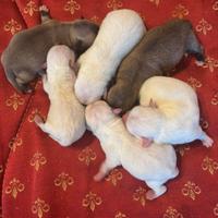 Cuccioli chihuahua con pedigree
