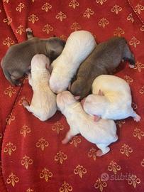 Cuccioli chihuahua con pedigree